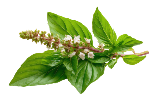 Fresh green basil herb sprig with tiny white flowers