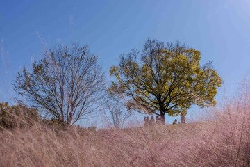 Autumn Park Landscape with Pink Grass and Trees Under Clear Blue Sky