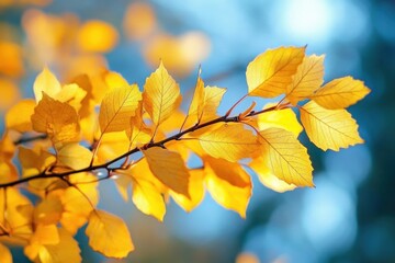 Fototapeta premium Golden autumn leaves on a slender branch backlit by soft sunlight, glowing against a cool blue blurred bokeh background, evoking a serene and peaceful mood