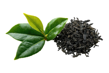 Fresh green tea leaves and dried tea leaves on black background