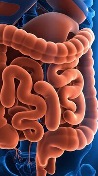 Human Digestive System Anatomy Model on Blue Background Intestine Colon Rectum Liver Pancreas Stomach Gallbladder Esophagus for Medical Visualization and Health Education