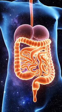 Human Digestive System Animated in Blue Body with Orange Digestive Tract on Starry Background Medical Visualization Showing Gut Health and Intestine Organ Anatomy for Educational Purposes