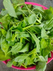 Freshly harvested green spinach leaves ready to cook