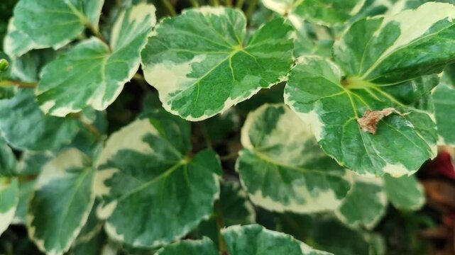 Polyscias scutellaria features rounded, glossy leaves forming dense, elegant foliage, creating a lush ornamental look suitable for tropical gardens and shaded spaces.