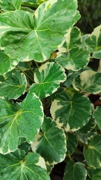 Polyscias scutellaria features rounded, glossy leaves forming dense, elegant foliage, creating a lush ornamental look suitable for tropical gardens and shaded spaces.