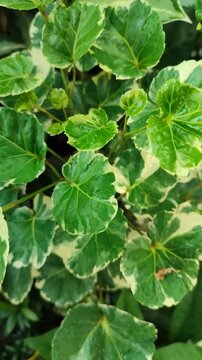 Polyscias scutellaria features rounded, glossy leaves forming dense, elegant foliage, creating a lush ornamental look suitable for tropical gardens and shaded spaces.