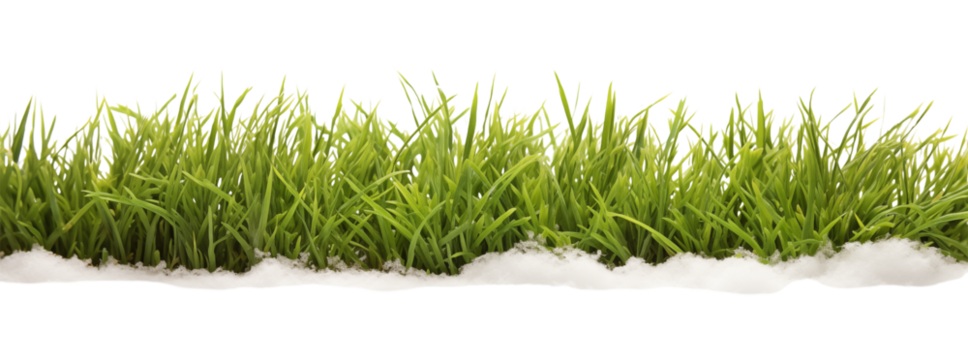 Green Grass Border Isolated on White Background - Fresh Nature Element on transparent background png