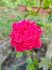Vibrant hot pink rose blossom with morning dew drops in garden