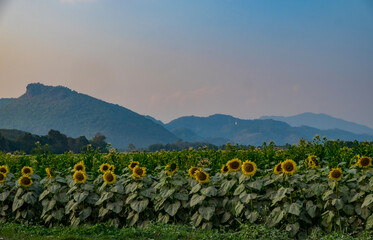 Endless sunflower field on the background of blue sky at Doi Nang Non, ChiangRai, Thailand