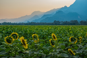 Endless sunflower field on the background of blue sky at Doi Nang Non, ChiangRai, Thailand