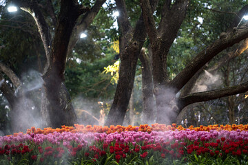 Beautiful Tulips flower sunset at Chiangrai Asean flower festival Chiangrai, Thailand