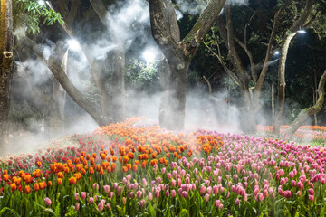 Beautiful Tulips flower sunset at Chiangrai Asean flower festival Chiangrai, Thailand