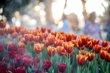 Beautiful Tulips flower sunset at Chiangrai Asean flower festival Chiangrai, Thailand