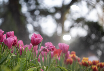 Tulips flower sunset at Chiangrai Asean flower festival Chiangrai, Thailand
