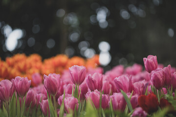 Pink Tulips flower sunset at Chiangrai Asean flower festival Chiangrai, Thailand