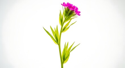 Close-up of a vibrant pink flower with green leaves on white.