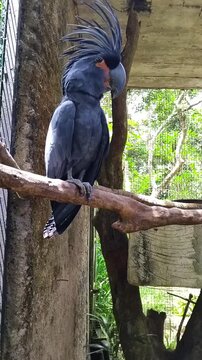 The palm cockatoo (Probosciger aterrimus) is a large, smoky-grey or black parrot native to New Guinea, the Aru Islands, and the Cape York Peninsula in Queensland, Australia