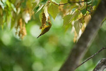 Sunbird feeds on nectar at Carey Island, Malaysia