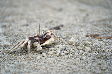 Small beach crab (ghost crab) buried in textured sand, showcasing its natural camouflage and single raised eyestalk.