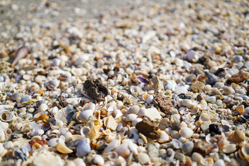 Textured beach ground covered in countless small seashells, stones, and fragments under bright natural sunlight.