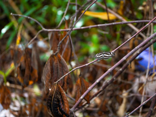 A small black and white striped butterfly rests horizontally on a thin brown branch surrounded by dry and green jungle foliage.