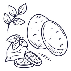 Hand drawn potato illustration isolated on showing a whole potato, a half potato and two potato slices with leaves in a simple line art style