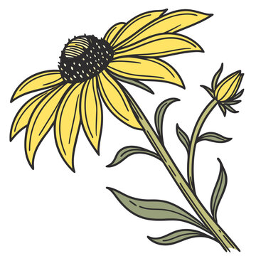 Handdrawn illustration of a yellow coneflower with a bud, showcasing its delicate petals and leaves, isolated on