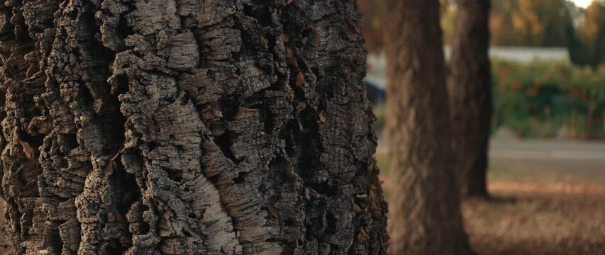 Textured tree bark close-up in the park