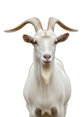 Fototapeta premium Majestic white goat portrait with horns and beard, farm animal photography, livestock image, stock photo, png image, isolated on transparent background