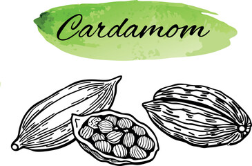 Black and White Cardamom Sketch for Spices Design