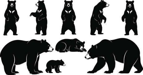 Detailed vector illustration of bears in various poses, including standing, walking, resting, and cub interaction, showcasing wildlife behavior, forest animals, and natural species design elements © MstBeauti
