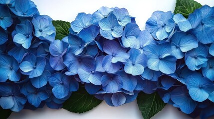 Cluster of vibrant blue hydrangea blooms with lush green leaves on a clean white background, evoking calm and delicate beauty