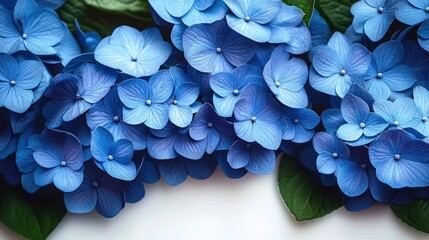 Close-up of vibrant blue hydrangea blooms with green leaves on white background conveying calm serenity