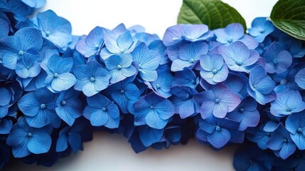 Close-up of vibrant blue hydrangea cluster with green leaves on white background, delicate petals and a calm soothing mood