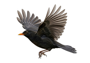 Obraz premium Blackbird in flight with wings spread isolated on transparent background