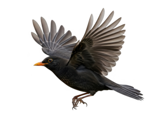 Blackbird in flight with wings spread isolated on transparent background