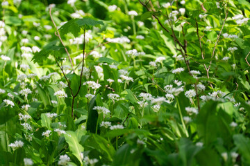 Wildflowers White Flowers Green Foliage - Close-up shot of white wildflowers blooming in a field of green foliage.