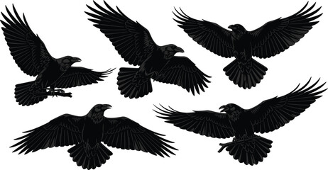 Flying black raven vector set, spooky Halloween crow illustration, gothic bird silhouette, open wings, wild animal sketch, isolated nature design elements, mysterious flight