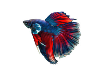 Vibrant betta fish with flowing fins isolated on transparent background