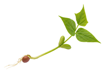 Emerging bean sprout with vibrant leaves and delicate roots, symbolizing growth, hope, and new beginnings for sustainable agriculture and healthy eating