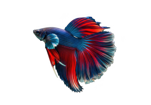 Vibrant betta fish with flowing fins isolated on transparent background