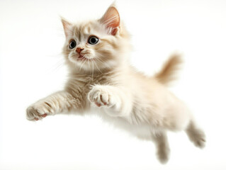 Kitten on a white background