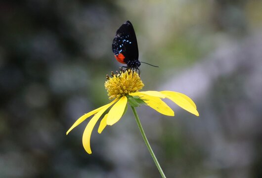Black butterfly sitting still on a yellow flower
