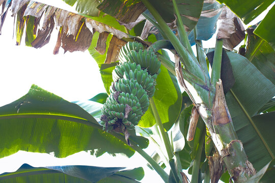 banana tree in the garden