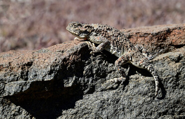 A Desert Horned Lizard (Phrynosoma platyrhinos) catching some sun in the high desert of Nevada.
