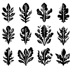 Collection of twelve arugula leaf illustrations in black and white showcasing various shapes and styles