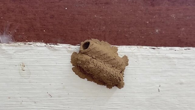 A close up shot of a mud dauber wasp nest made of dirt on an exterior house wall.