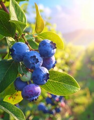 Ripe Blueberries on the Bush in Sunlight.