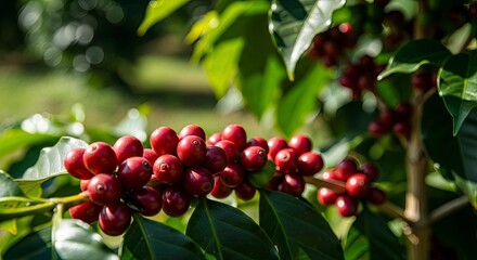 Ripe Coffee Cherries on the Branch Ready for Harvesting.