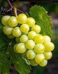 Ripe Green Grapes on the Vine Ready for Harvest.